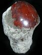 Pennsylvanian Aged Red Agatized Horn Coral - Utah #26394-1